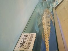 -广东惠东海龟国家级自然保护区