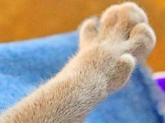 -喵屿·大理花园猫咖