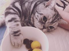 -纳吉亚猫专科动物医院(康都外科中心)