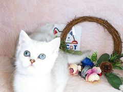 -十年猫舍·猫咪专门店(普陀店)