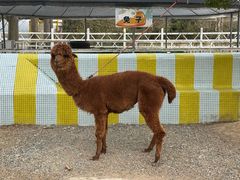 -前小桔亲子创意农场·草莓采摘·露营烧烤