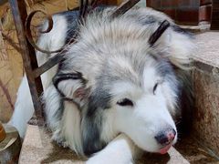 -more than meow吴止猫主题餐厅(承德 中船汇店)