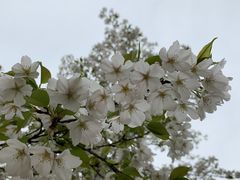 -天王浮山樱花园