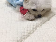 -美联众合动物医院·24h京西诊疗中心