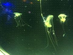 -泉城欧乐堡海洋极地世界
