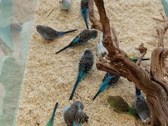 -怪兽屋·羊驼·猫咖·狗咖(俊华广场店)