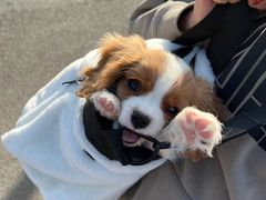 -萌宠之家·腊肠犬·马尔泰·小体犬舍