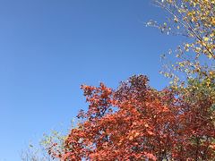 -北京张裕爱斐堡酒庄