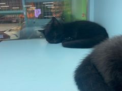-FAELING PETS美天灵宠物(合生汇店)