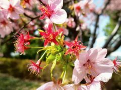-顾村公园