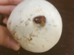 红豆乳酪麻薯球-啊噗吐呦现场烘焙(麦凯乐店)