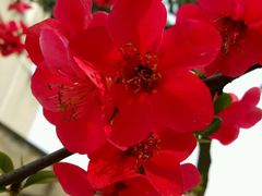 -森居forest休闲咖啡聚集地