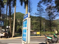 -银湖山郊野公园-相思林