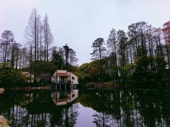 -上海共青森林公园