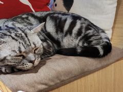 -猫和宫(六道口店)