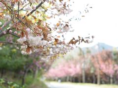-龙口南山旅游景区