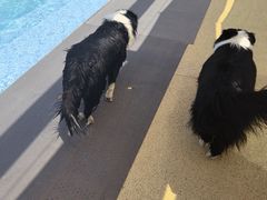 -爪吧宠物乐园 (温榆河示范区店)