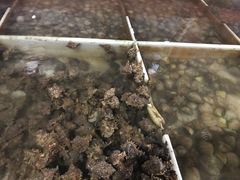 -罗源湾8号渔排