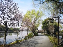 -荷塘月色湿地公园·向阳花洲