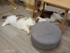 -柴迷FANS CLUB·柴犬狗咖·猫咖