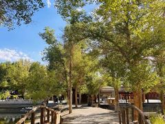 -金塔沙漠胡杨林景区