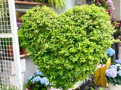 -溪岸路花鸟市场