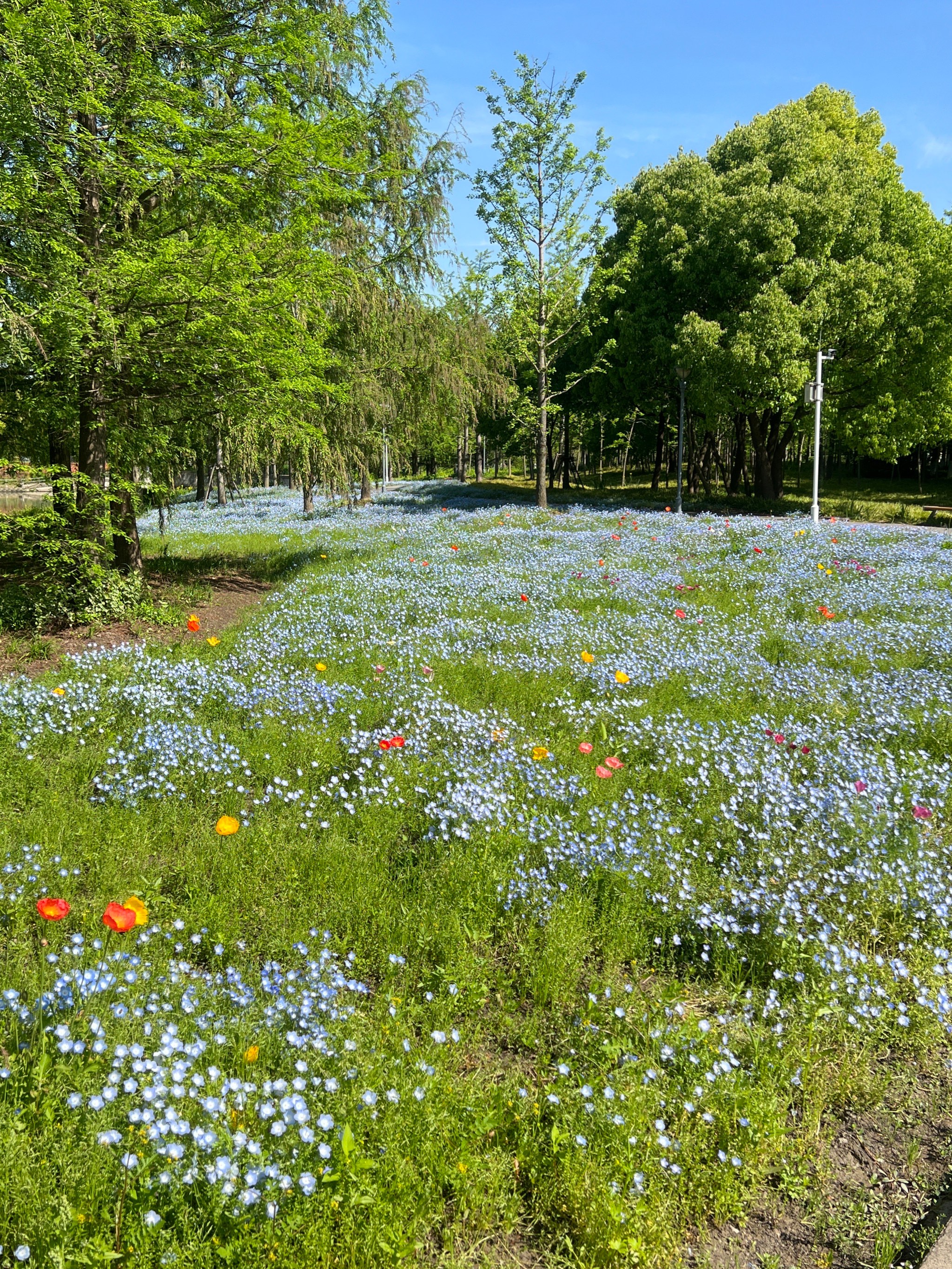 闵行花海公园图片