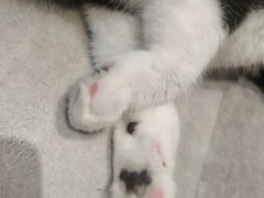 -猫儿山۰猫主题餐厅