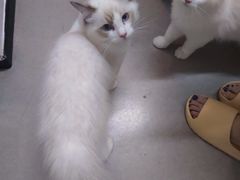 -御宝贝·A梦猫科宠物医院(国际猫友好医院)