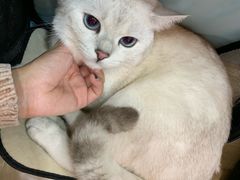 -创凡宠物医院·骨专科  猫科中心(西乡分院)
