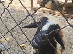 -长白岛森林公园