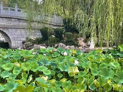 -莲湖公园