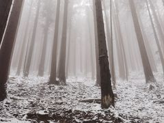 -武陵山森林公园