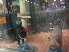 -猫咪博物馆(顶澳仔猫街店)