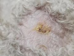 -萌兽医馆·犬猫专科·眼科中心·宠物医院(朝阳门分院)