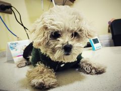 -瑞鹏宠物医院·爱宠堂·骨外专科(西荷分院)