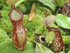 -国家植物园南园
