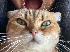 -萌喵宠狗爱心宠咖