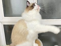 -宠颐生动物医院·心脏科·保险定点(锦阳分院)