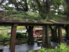 -大湾区中央湿地公园
