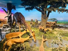 -国家自然博物馆