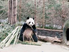-都江堰中华大熊猫苑