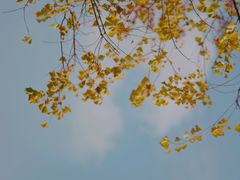 -田园东方蜜桃村的田野营地