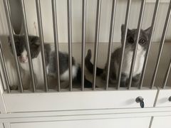 -东方名猫馆·英短金渐层布偶猫舍(环线广场1号楼店)