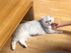 -猫和宫(六道口店)