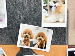 -翊宠yipet猫狗购宠庄园