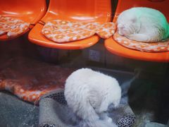 -猫咪博物馆(顶澳仔猫街店)