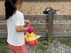 -前小桔亲子创意农场·草莓采摘·露营烧烤