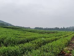 -中国茶叶博物馆(双峰馆区)