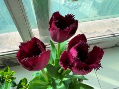 -龙大花卉苗木市场